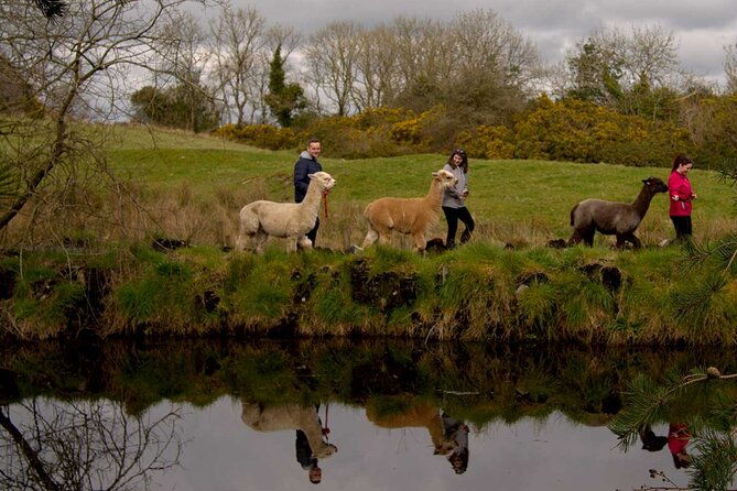 guided-scenic-alpaca-trekking-experience-northern-ireland