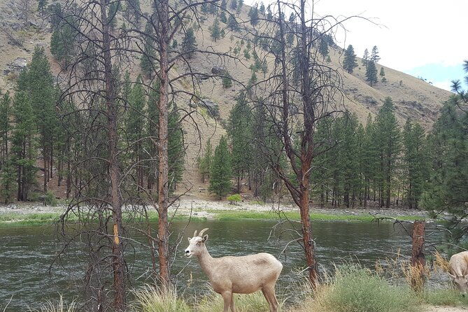guided-scenic-float-day-trip-on-the-salmon-river