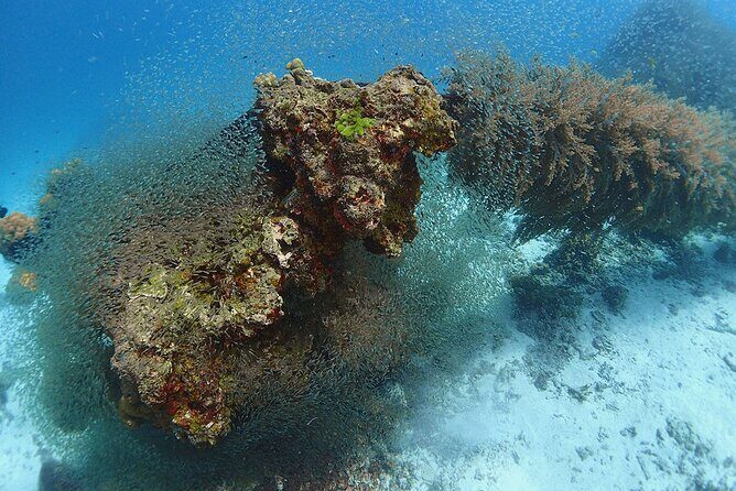 Guided Scuba Diving Day Activity at Racha Yai and Racha Noi - Who Might Want to Consider Other Options