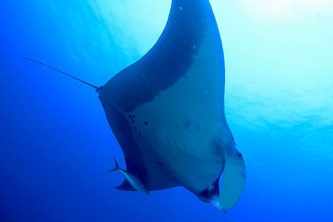 Guided Scuba Diving Day Activity at Racha Yai and Racha Noi - FAQ