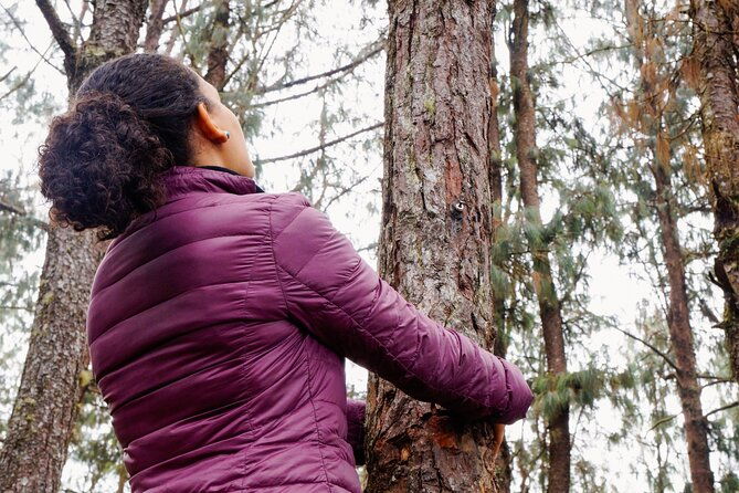 guided-shared-group-forest-bathing-session-in-serene-woodland-park