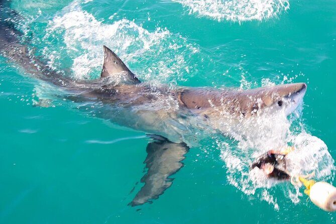 Guided Shark Cage Diving with Hookah Air Supply in Gansbaai - Practical Details and Tips
