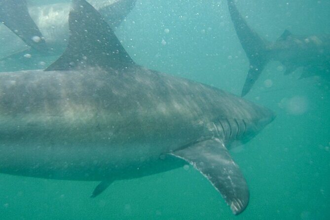 Guided Shark Cage Diving with Hookah Air Supply in Gansbaai - Who Would Love This Tour?