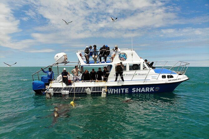 Guided Shark Cage Diving with Hookah Air Supply in Gansbaai - The Sum Up