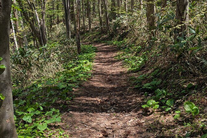 Guided Shioya Maruyama Hike with Scenic Views and Snacks - Key Points