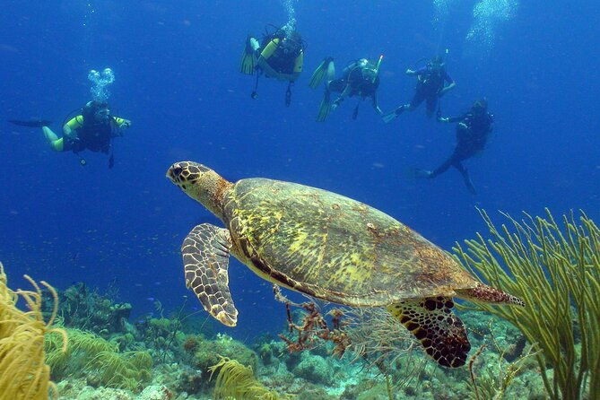 guided-shore-dive-on-one-of-our-house-reefs-for-certified-divers