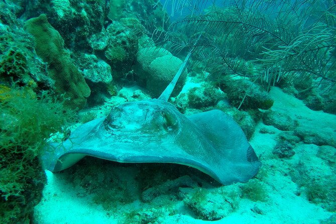 guided-shore-dive-on-one-of-our-house-reefs-for-certified-divers