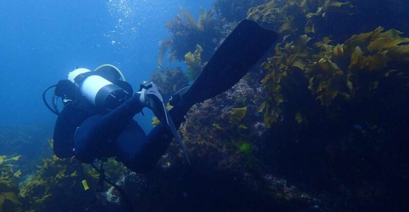 Guided Shore Dive Tour for Certified Diver - Key Points