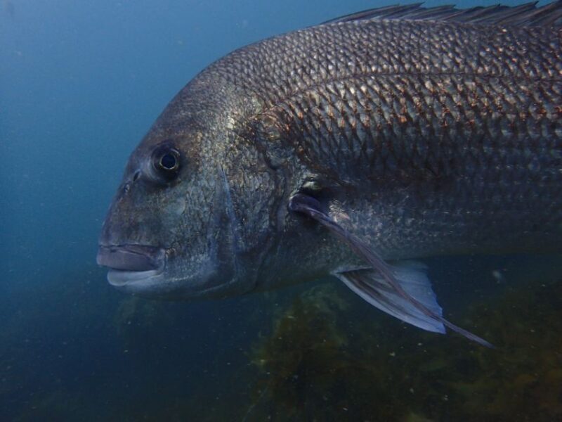 Guided Shore Dive Tour for Certified Diver - Detailed Breakdown of the Experience