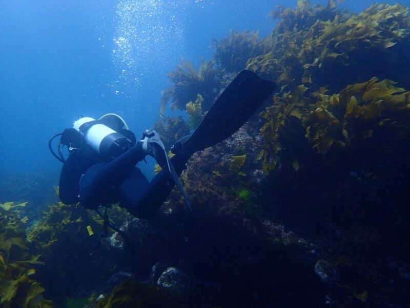 Guided Shore Dive Tour for Certified Diver - Who Should Consider This Tour?