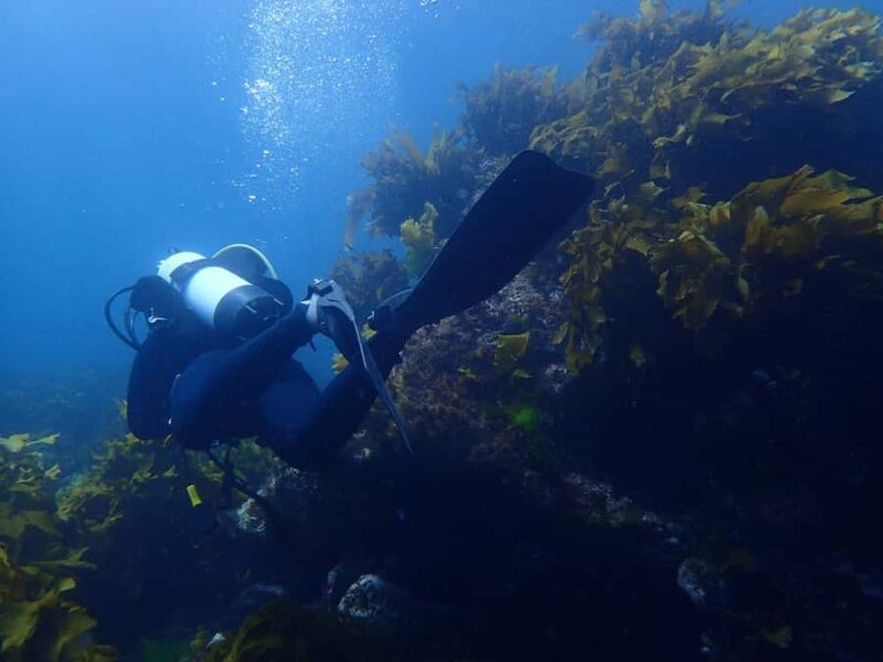 Guided Shore Dive Tour for Certified Divers - Discover the Underwater Wonders of Goat Island with a Guided Shore Dive
