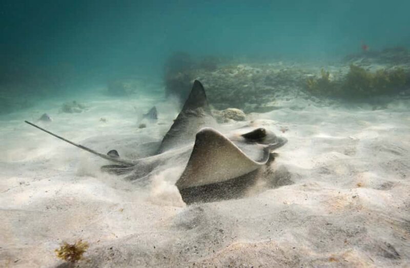 Guided Shore Dive Tour for Certified Divers - Practical Tips for Participants