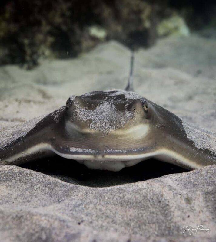 Guided Shore Dive Tour for Certified Divers - FAQ