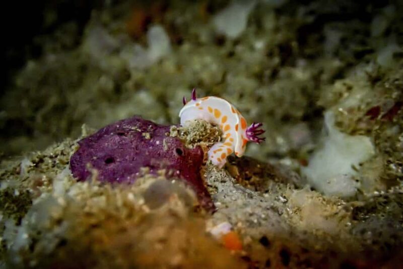 Guided Shore Dive Tour for Certified Divers - Final Words