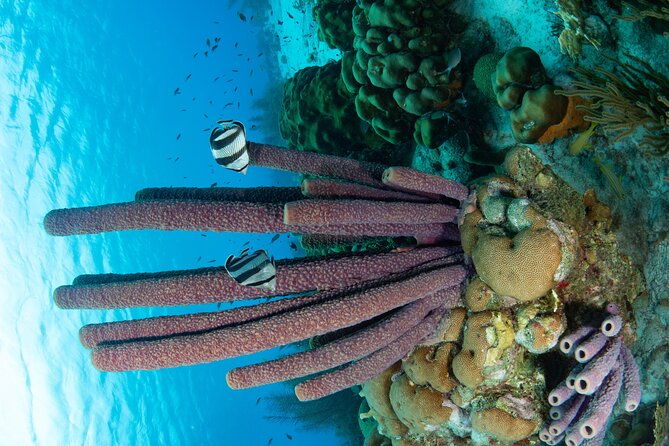guided-shore-diving-in-bonaire-marine-park-with-2-dives