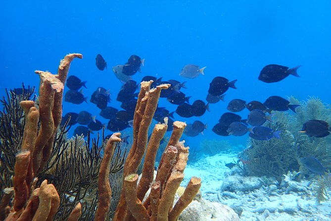 guided-shore-diving-in-bonaire-marine-park-with-2-dives