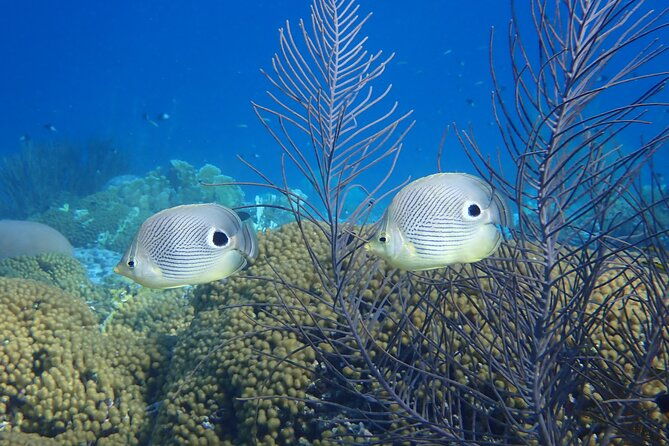 guided-shore-diving-in-bonaire-marine-park-with-2-dives