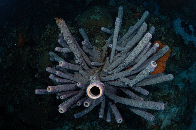 guided-shore-diving-in-bonaire-marine-park-with-2-dives