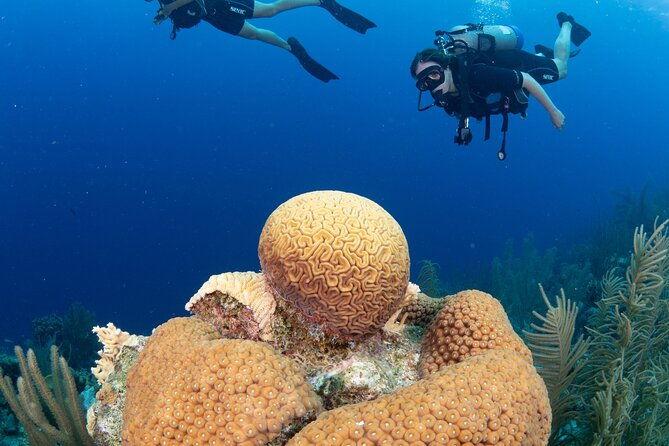 guided-shore-diving-in-bonaire-marine-park-with-2-dives