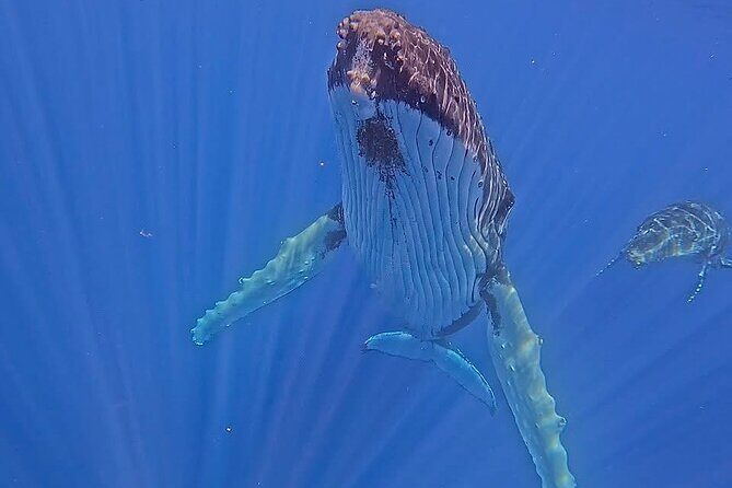 Guided Small Group Whale Watching and Swim Tour Tahiti - Guided Small Group Whale Watching and Swim Tour Tahiti: An In-Depth Look