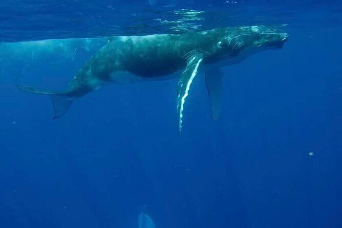 Guided Small Group Whale Watching and Swim Tour Tahiti - The Heart of the Experience: What to Expect