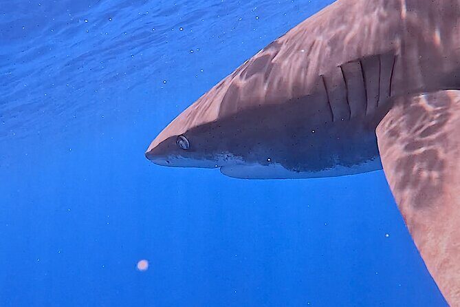 Guided Small Group Whale Watching and Swim Tour Tahiti - FAQs