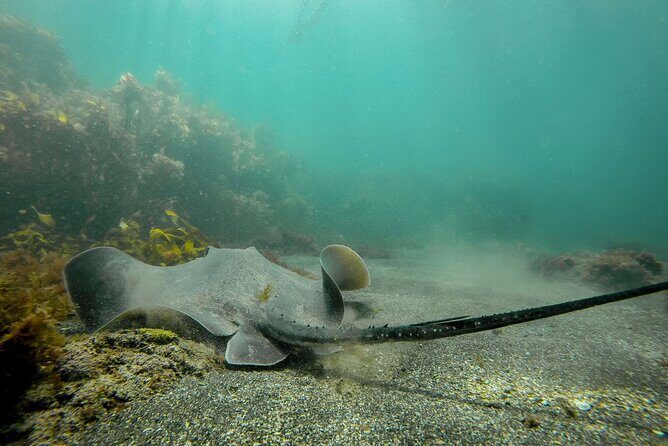 Guided Snorkel Experience, Advanced - An In-Depth Look at the Tour Experience