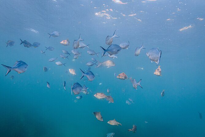 Guided Snorkel Experience, Advanced - The Sum Up