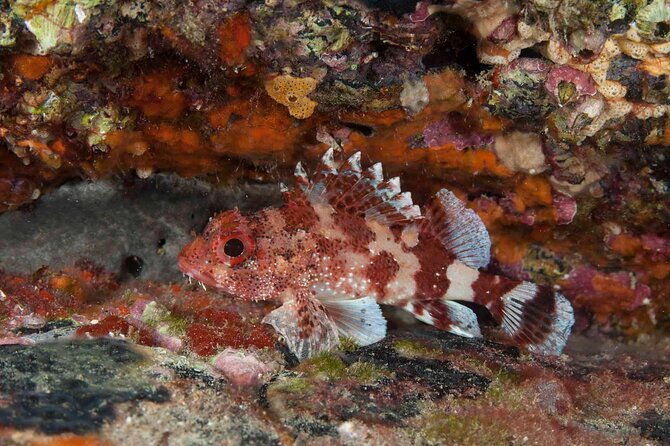 guided-snorkel-experience