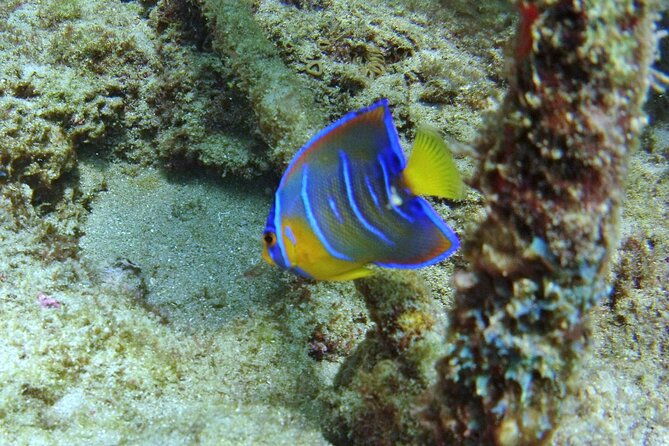 guided-snorkel-experience-in-fort-lauderdale-2