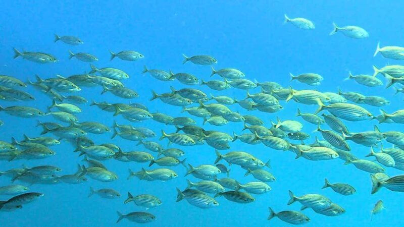 Guided snorkel in Cambrils with explanation of the marine environment. - Guided snorkel in Cambrils with explanation of the marine environment