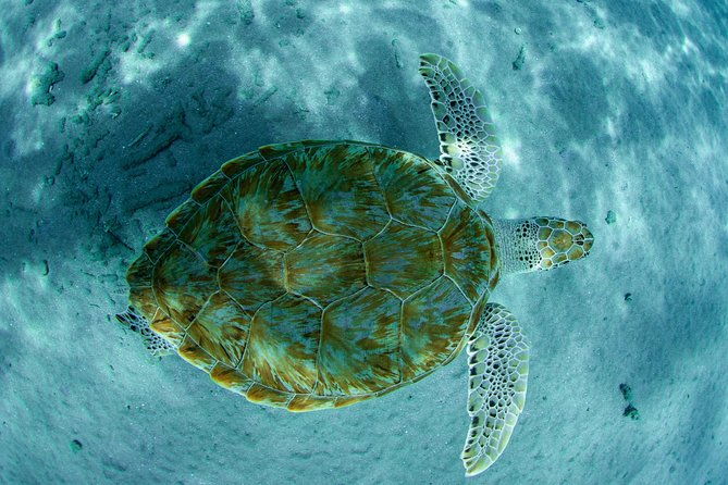 guided-snorkel-tour-at-the-best-reef-from-shore-on-curacao-blue-bay-beach