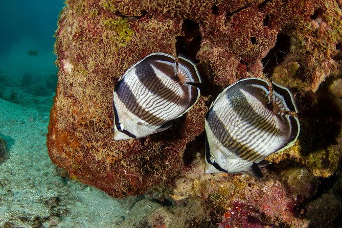 guided-snorkel-tour-at-the-best-reef-from-shore-on-curacao-blue-bay-beach