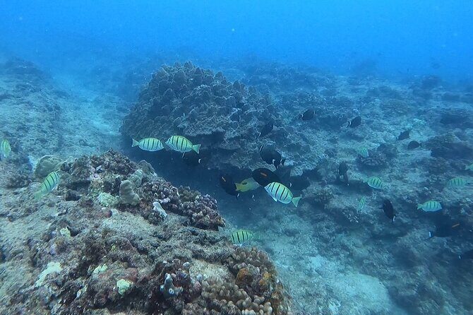 Guided Snorkel Tour for Beginners in Honolulu - An Honest Breakdown of the Snorkel Tour in Honolulu