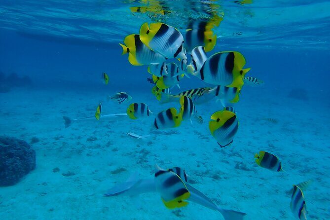Guided Snorkeling and Relaxation on the Motu Ofetaro in Raiatea - The Sum Up