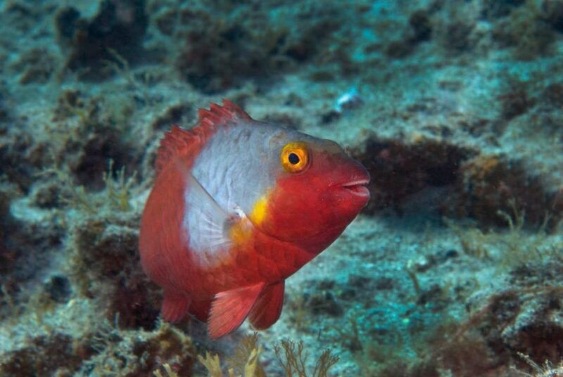 guided-snorkeling-experience-2