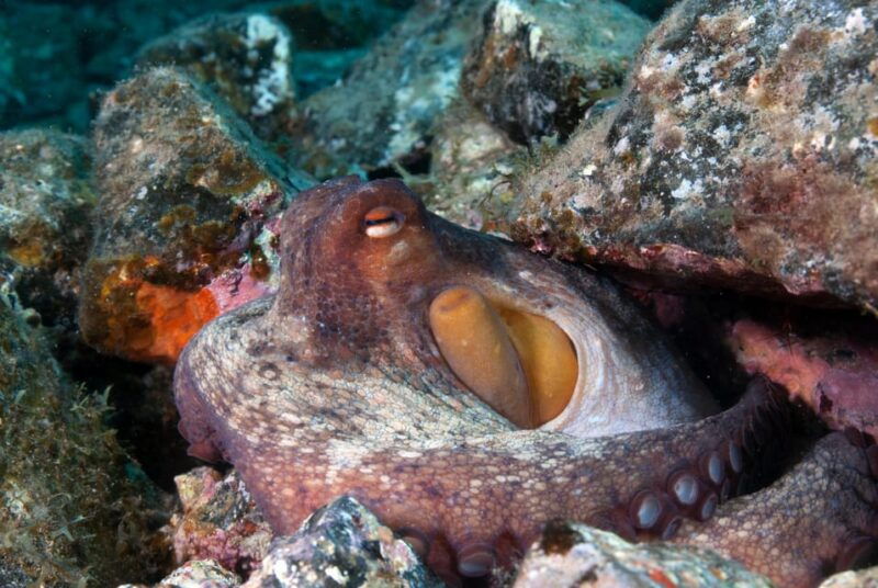 guided-snorkeling-experience-2