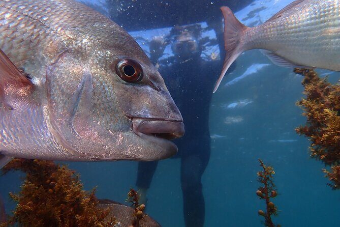 Guided Snorkeling for Beginner - Key Points
