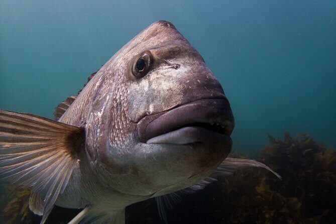 Guided Snorkeling for Beginner - An In-Depth Look at the Goat Island Snorkeling Tour  