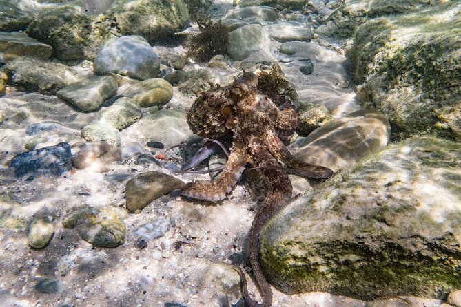 guided-snorkeling-route-in-the-strait-natural-park