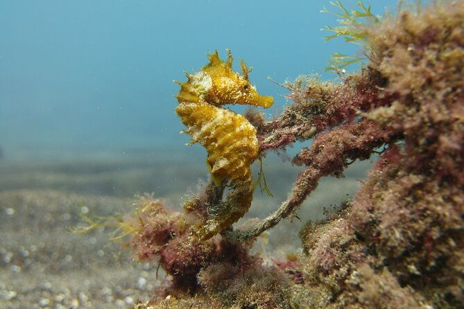 guided-snorkelling-experience-in-south-of-gran-canaria