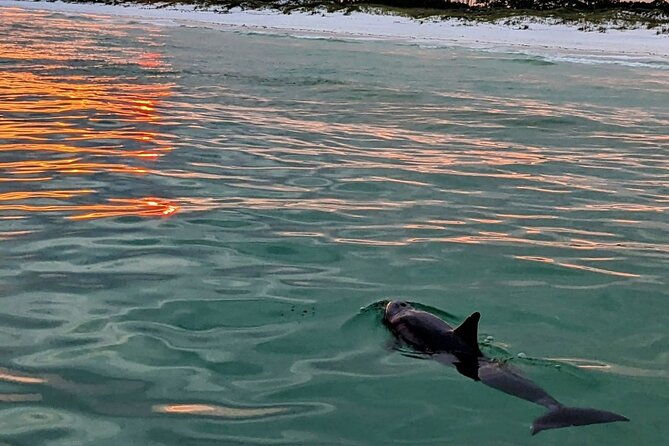 guided-sunset-and-dolphin-cruise-non-private-in-destin-fl