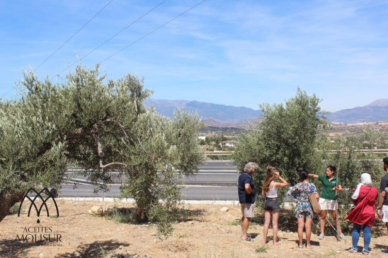 guided-tour-and-oil-tasting-at-the-aceites-molisur-factory
