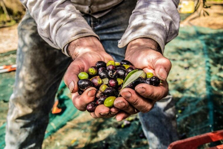 guided-tour-and-oil-tasting-at-the-aceites-molisur-factory