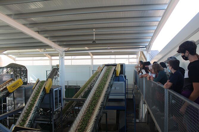 guided-tour-and-olive-oil-tasting-in-alhaurin-el-grande-malaga
