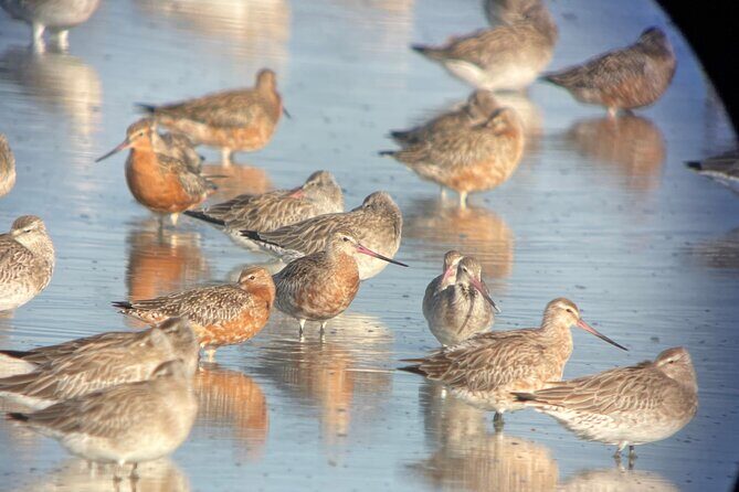 Guided Tour at Pukorokoro Shorebird Centre - Key Points