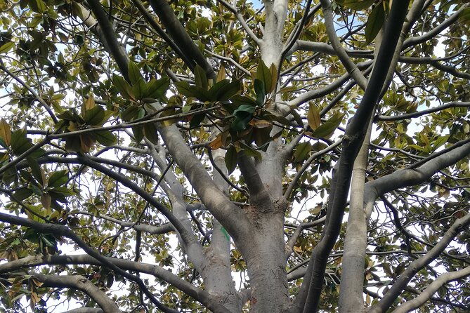 guided-tour-ciutadella-park-nature-triumphal-arch-and-gaudi-in-barcelona