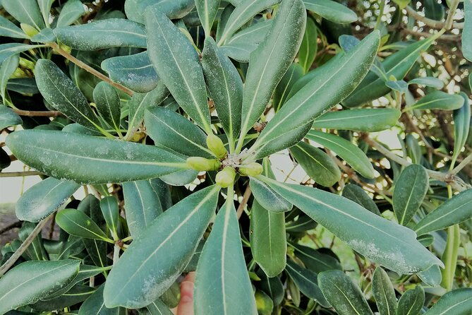 guided-tour-ciutadella-park-nature-triumphal-arch-and-gaudi-in-barcelona
