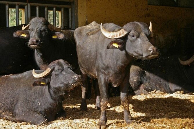 guided-tour-from-agrigento-sicilian-traditions-with-a-farm