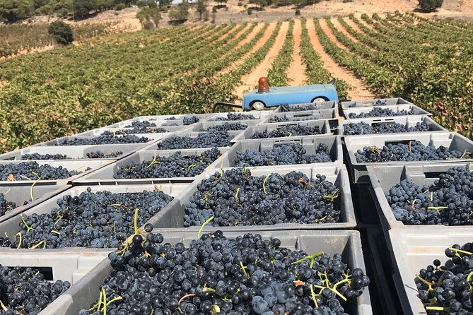 guided-tour-glass-in-hand-with-wine-tasting-directly-from-the-barrel